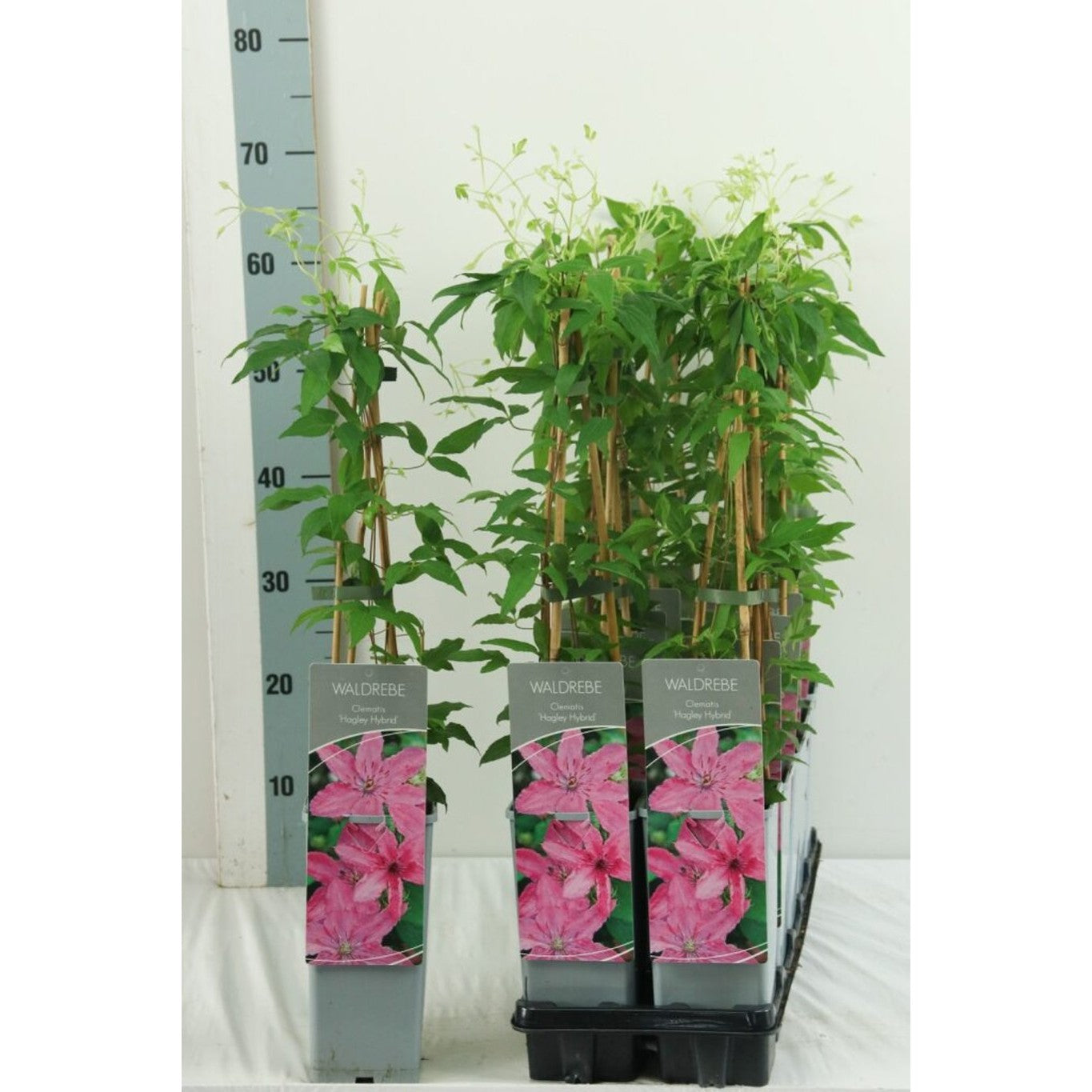 Klematis – Clematis 'Hagley Hybrid' - C2 50-60 CM 3 Stick